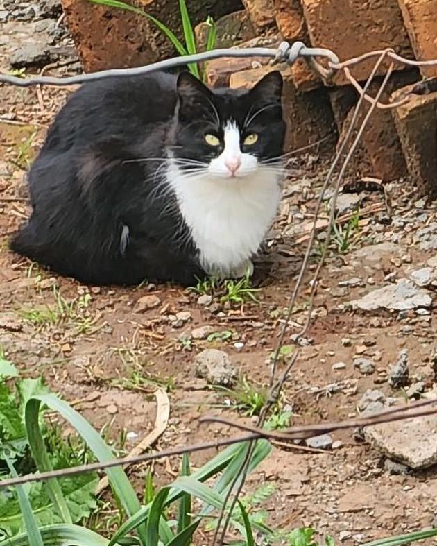 Xará, gata de porte médio para adoção em Santo Ângelo - RS