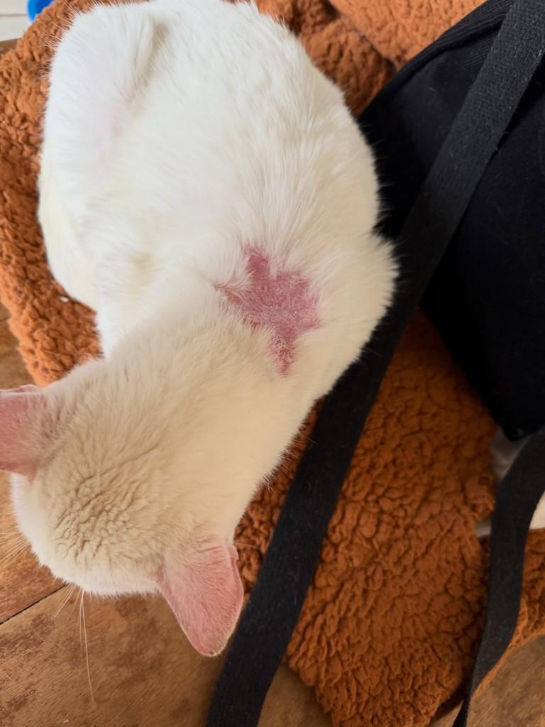 Mago, gato de porte grande para adoção em Santo Ângelo - RS