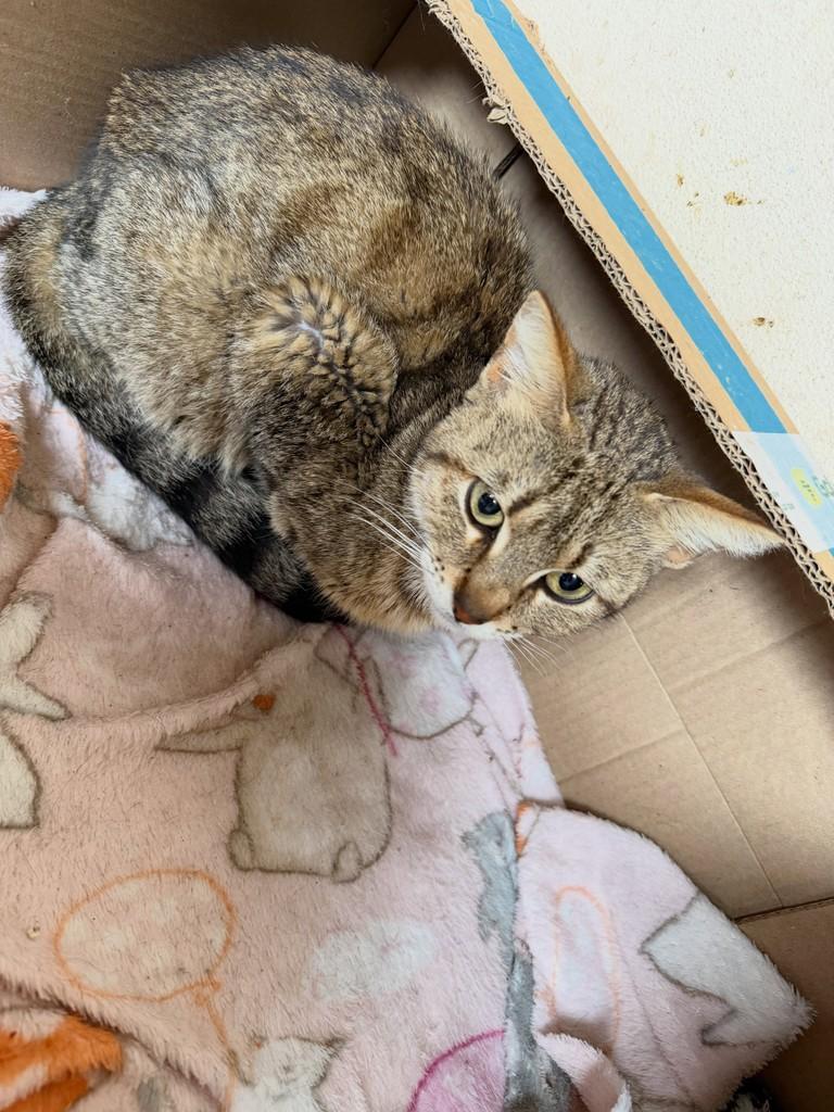 Gigi, gata de porte pequeno para adoção em Santo Ângelo - RS
