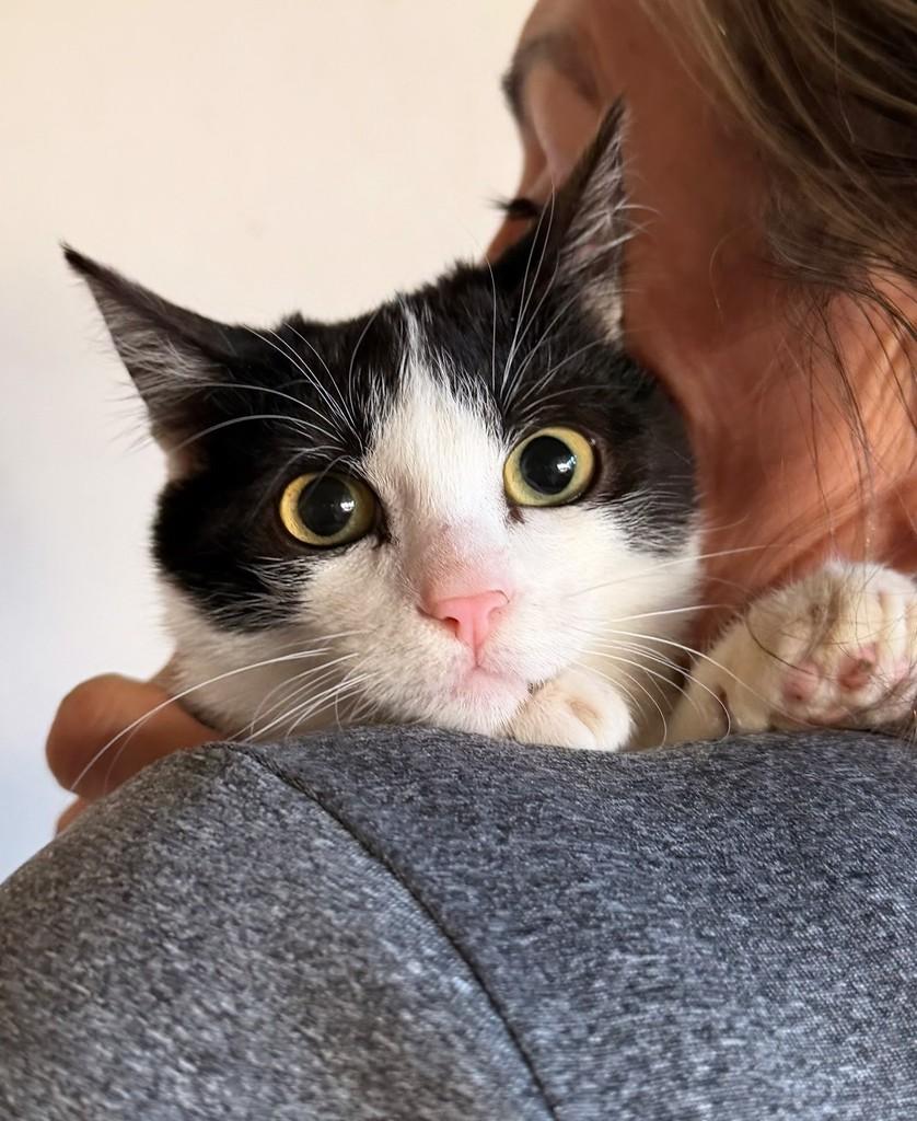 Florzinha, gata de porte pequeno para adoção em Santo Ângelo - RS