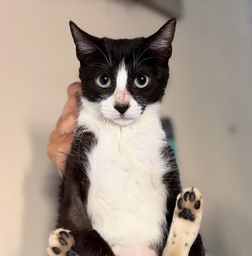 Docinho, gata de porte pequeno para adoção em Santo Ângelo - RS