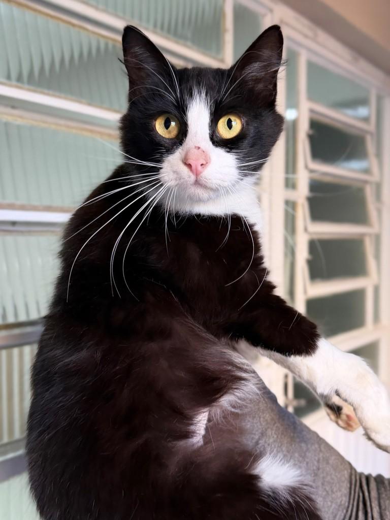Safira, gata de porte médio para adoção em Santo Ângelo - RS