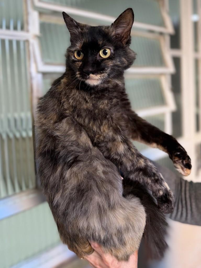 Sissi, gata de porte médio para adoção em Santo Ângelo - RS