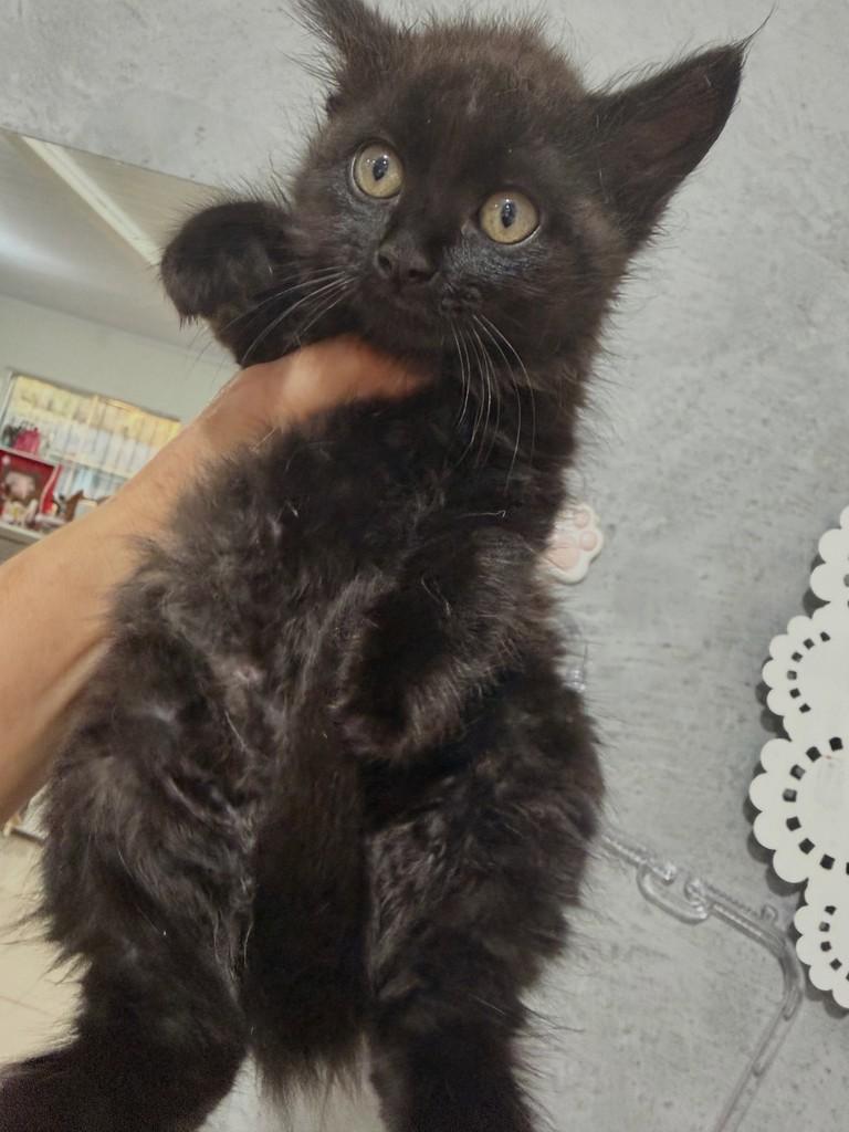 Tobias, gato de porte pequeno para adoção em Santo Ângelo - RS