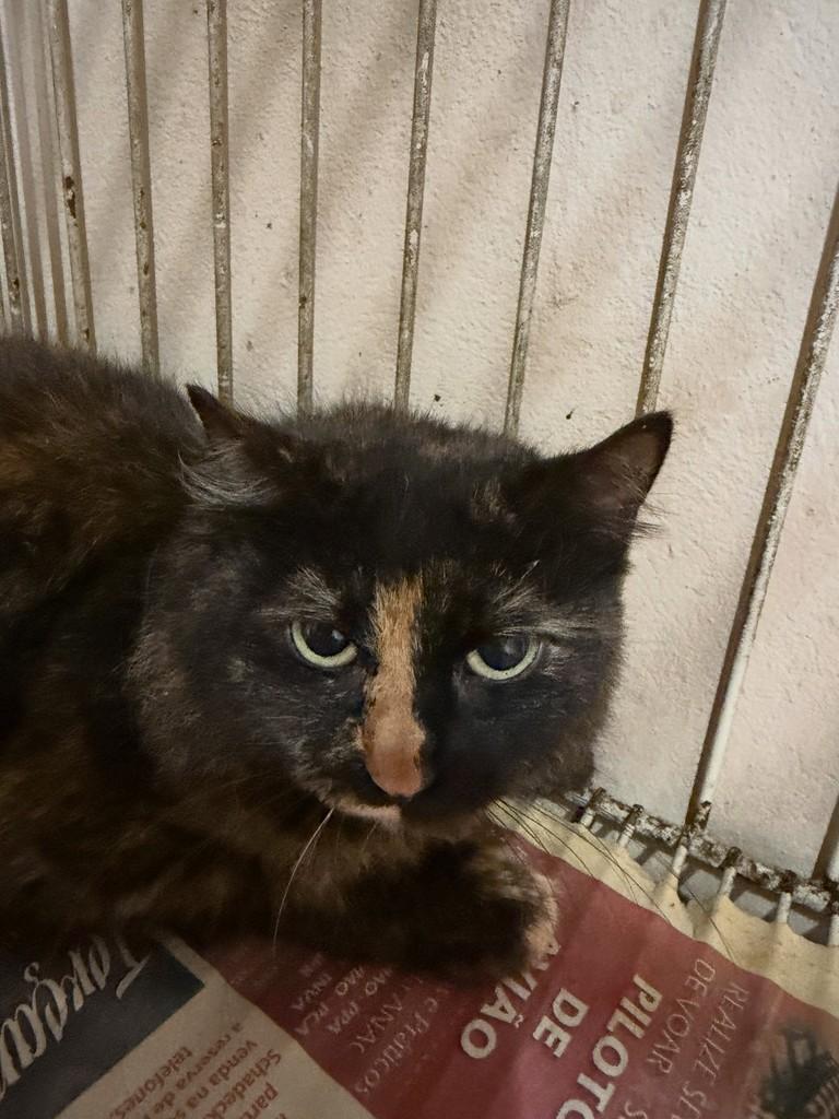 Capitu, gata de porte pequeno para adoção em Santo Ângelo - RS