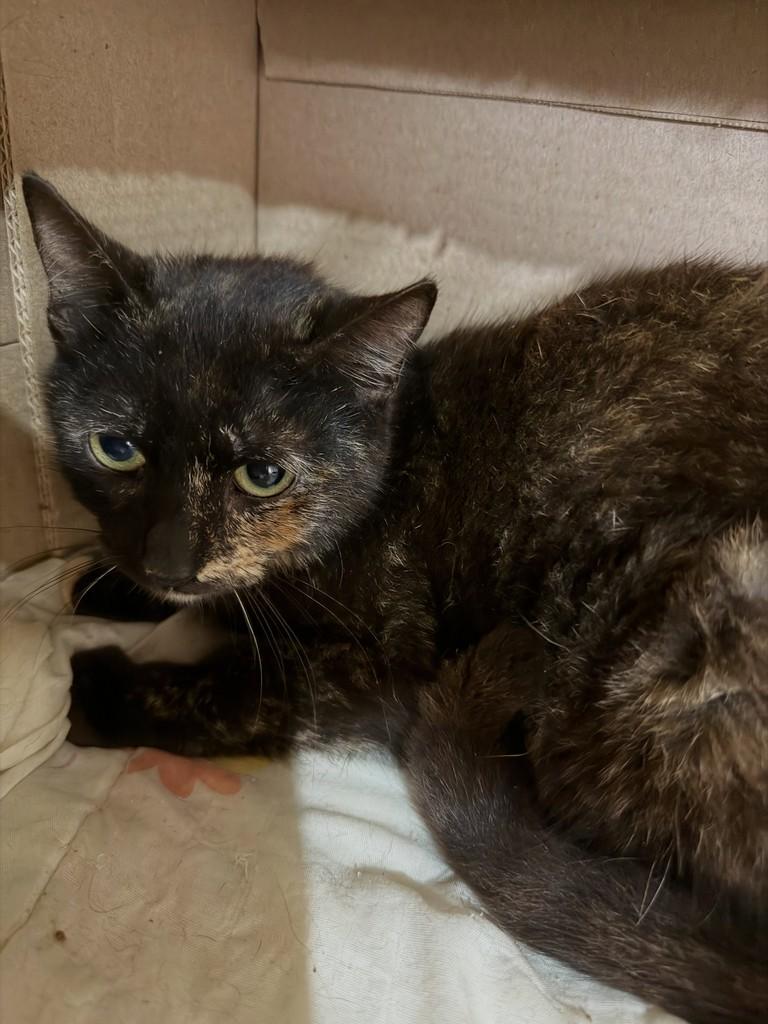 Biju, gata de porte pequeno para adoção em Santo Ângelo - RS