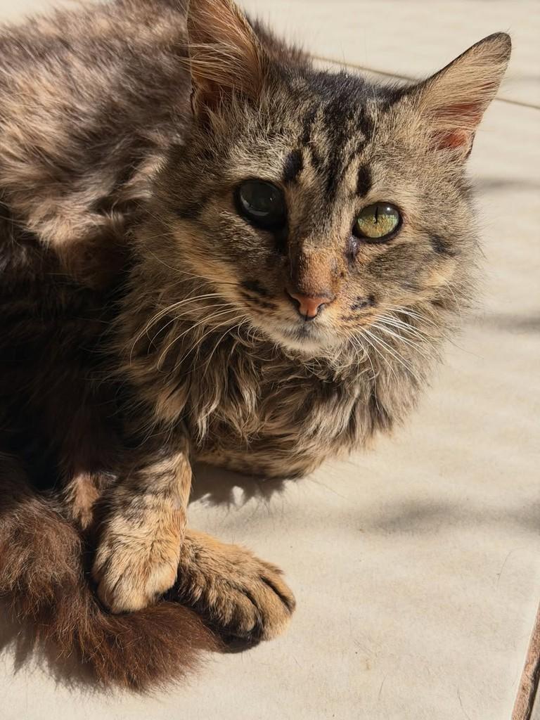 Musafa, gato de porte pequeno para adoção em Santo Ângelo - RS