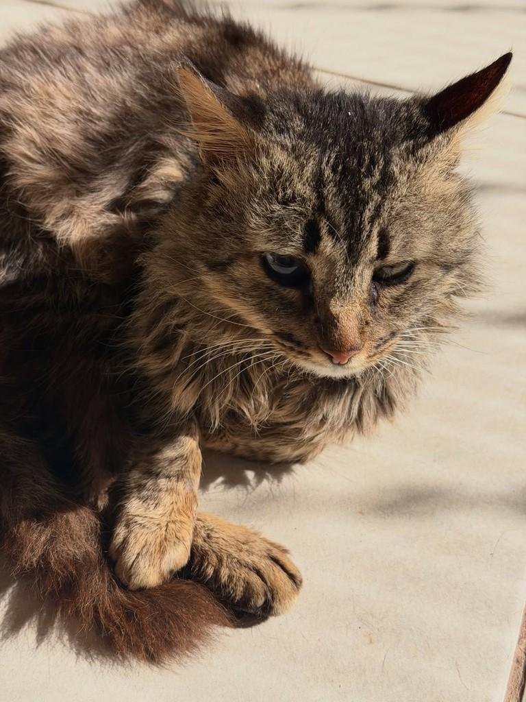 Musafa, gato de porte pequeno para adoção em Santo Ângelo - RS — foto 2 de 2