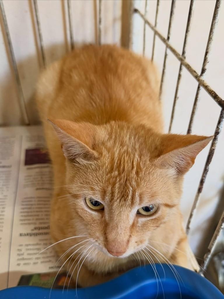 Âmbar, gata de porte pequeno para adoção em Santo Ângelo - RS