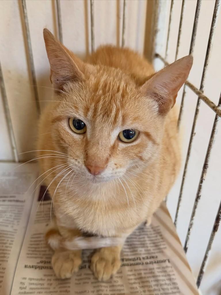 Âmbar, gata de porte pequeno para adoção em Santo Ângelo - RS — foto 2 de 2