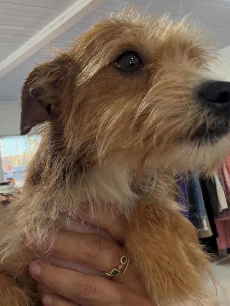 KiKA, cadela de porte pequeno para adoção em Santo Ângelo - RS