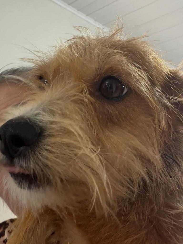 KiKA, cadela de porte pequeno para adoção em Santo Ângelo - RS — foto 2 de 2