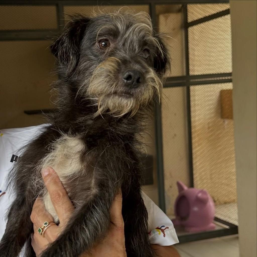 Bartô, cachorro de porte pequeno para adoção em Santo Ângelo - RS — foto 2 de 3