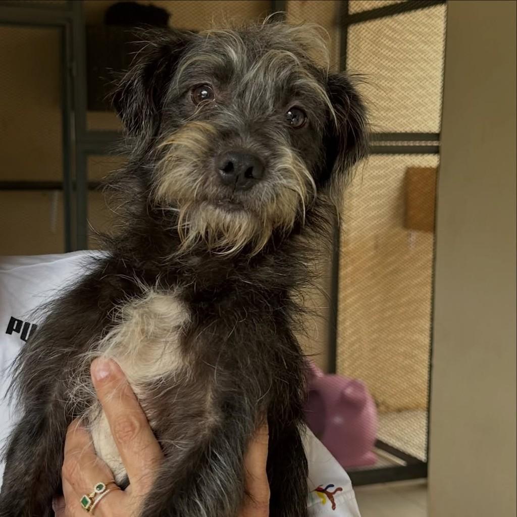 Bartô, cachorro de porte pequeno para adoção em Santo Ângelo - RS — foto 3 de 3