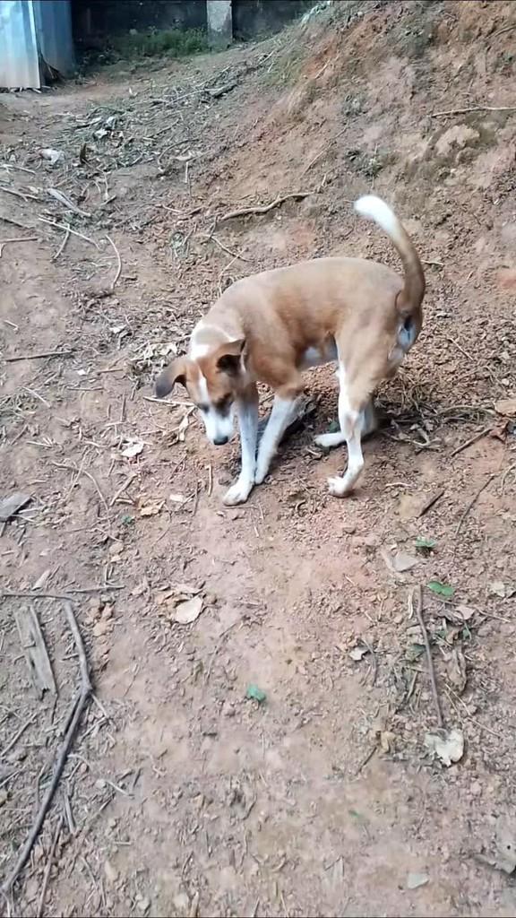 Bradock, cachorro de porte médio para adoção em São João Nepomuceno - MG