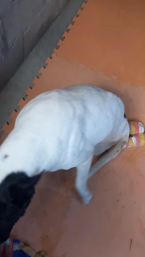 Cathioro, cachorro de porte médio para adoção em São João Nepomuceno - MG