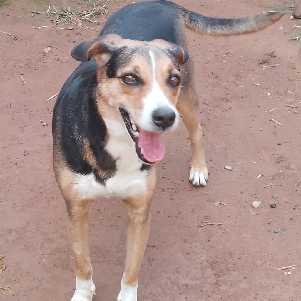 Princesa, cachorro de porte médio para adoção em São João Nepomuceno - MG