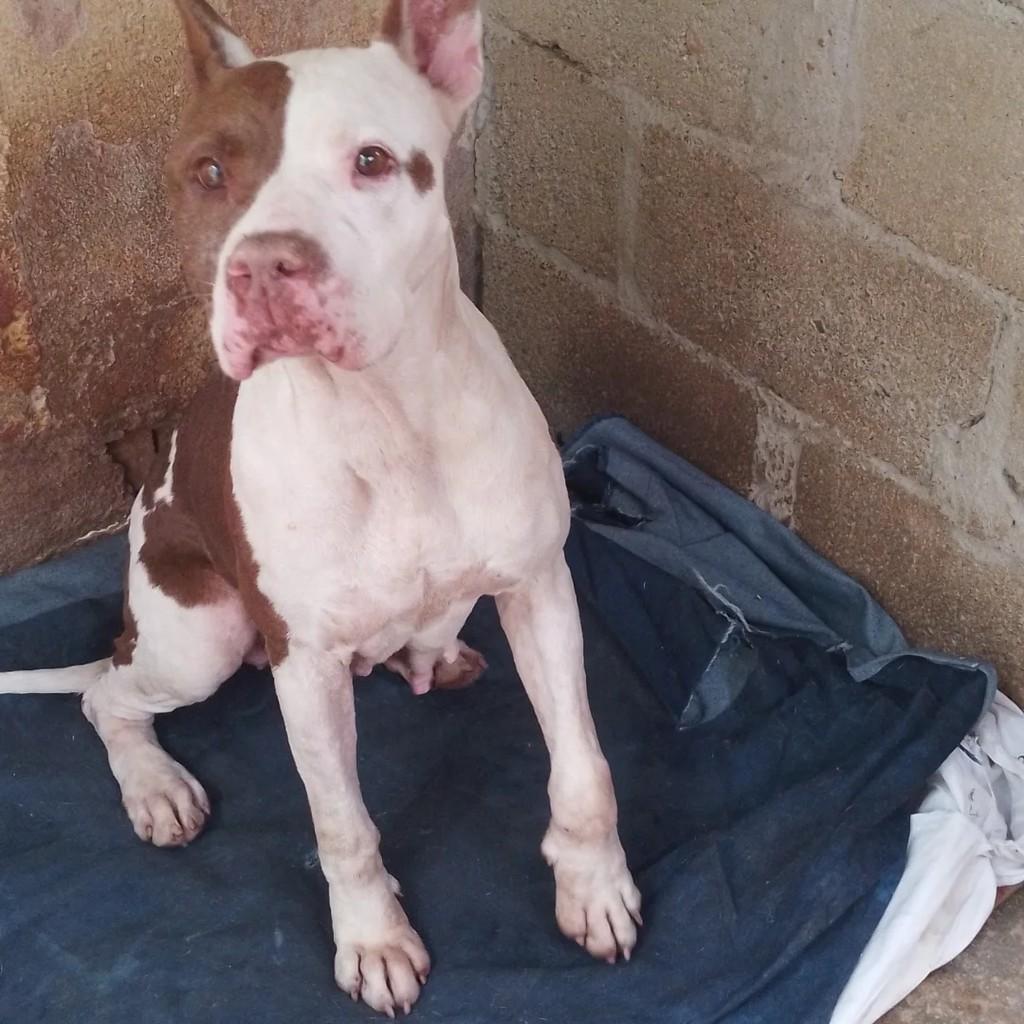 Cleo, cadela de porte grande para adoção em São João Nepomuceno - MG