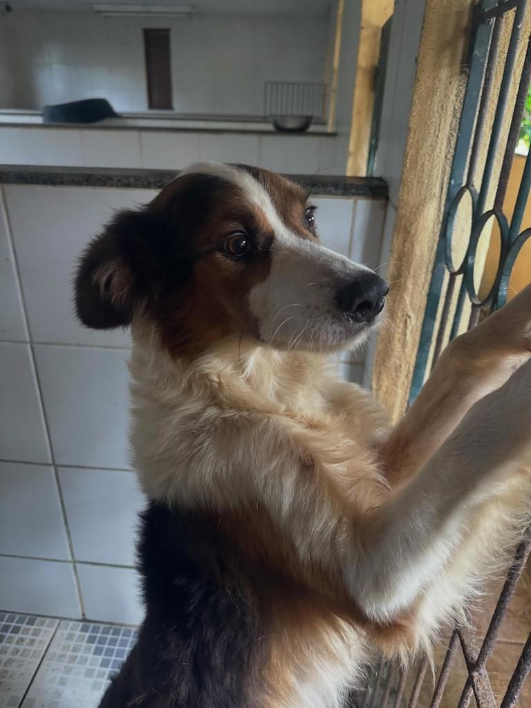 Bernardo, cachorro de porte médio para adoção em São João Nepomuceno - MG