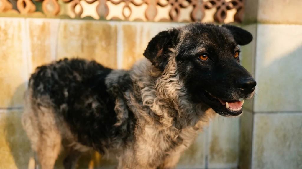 Sargento, cachorro de porte médio para adoção em São João Nepomuceno - MG