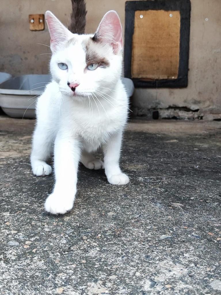 Sardinha, gato de porte pequeno para adoção em Sorocaba - SP