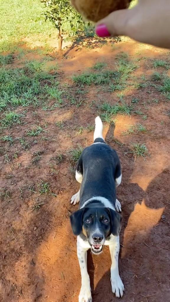 Barney, cachorro de porte médio para adoção em Sorocaba - SP