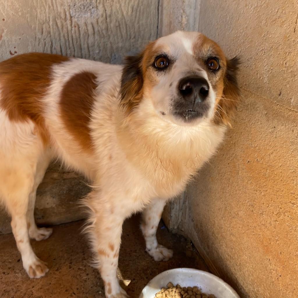 Mocotó, cachorro de porte médio para adoção em Sorocaba - SP