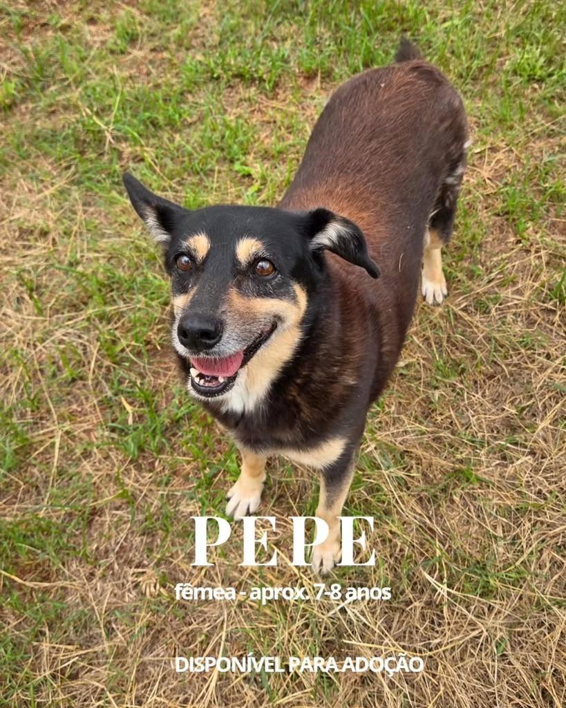 Pepe, cadela de porte médio para adoção em Sorocaba - SP