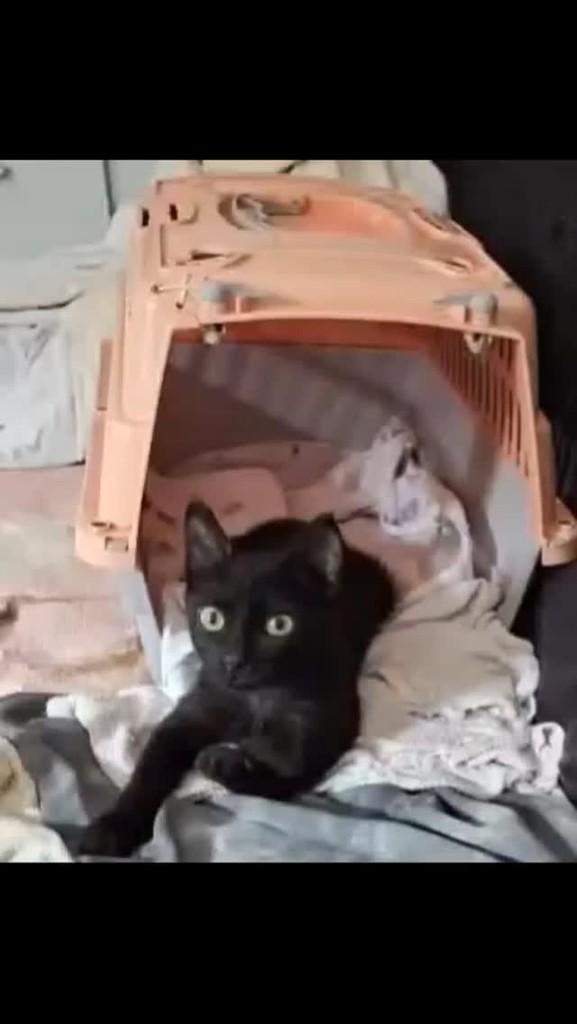 Vitória, gata para adoção em Caravelas - BA