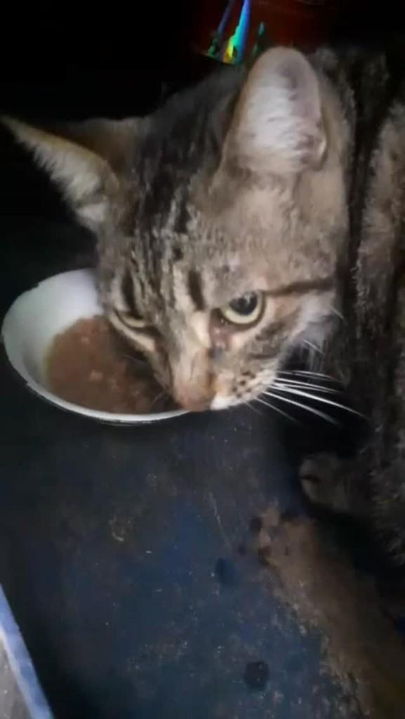 Tigrinho, gato de porte pequeno para adoção em Caravelas - BA