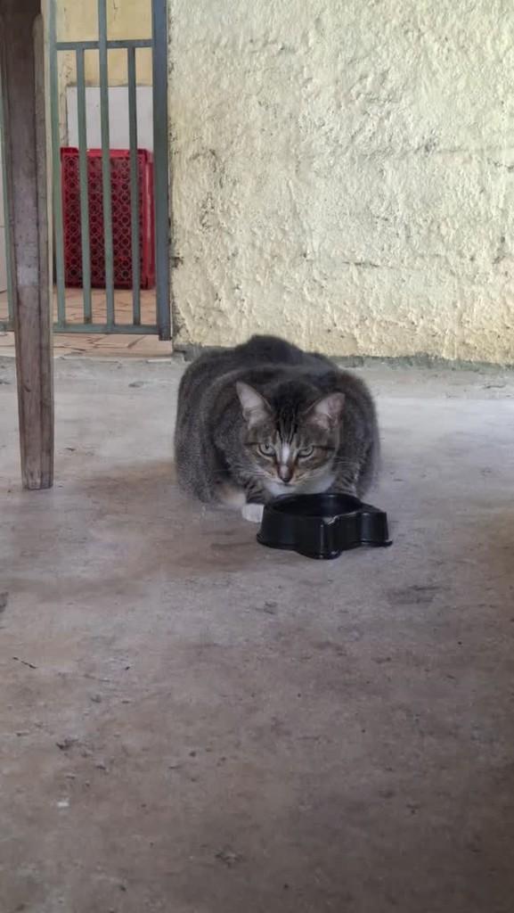 Fofuras, gato de porte médio para adoção em Caravelas - BA