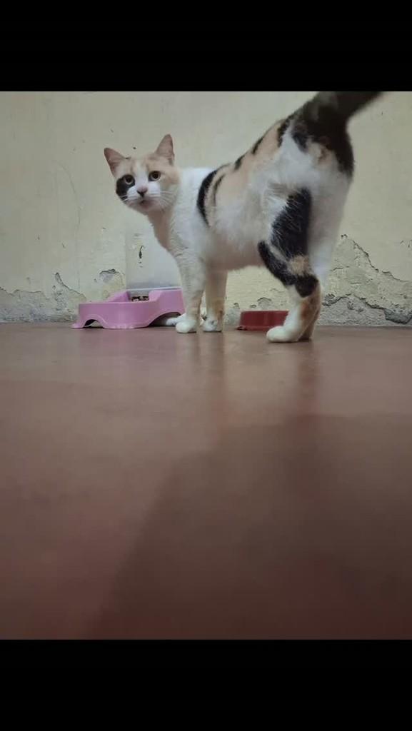 Tigresa, gata de porte pequeno para adoção em Caravelas - BA