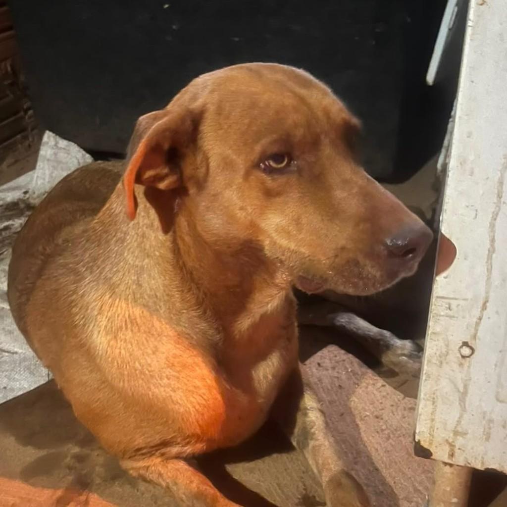Melado, cachorro de porte médio para adoção em Tabocas do Brejo Velho - BA