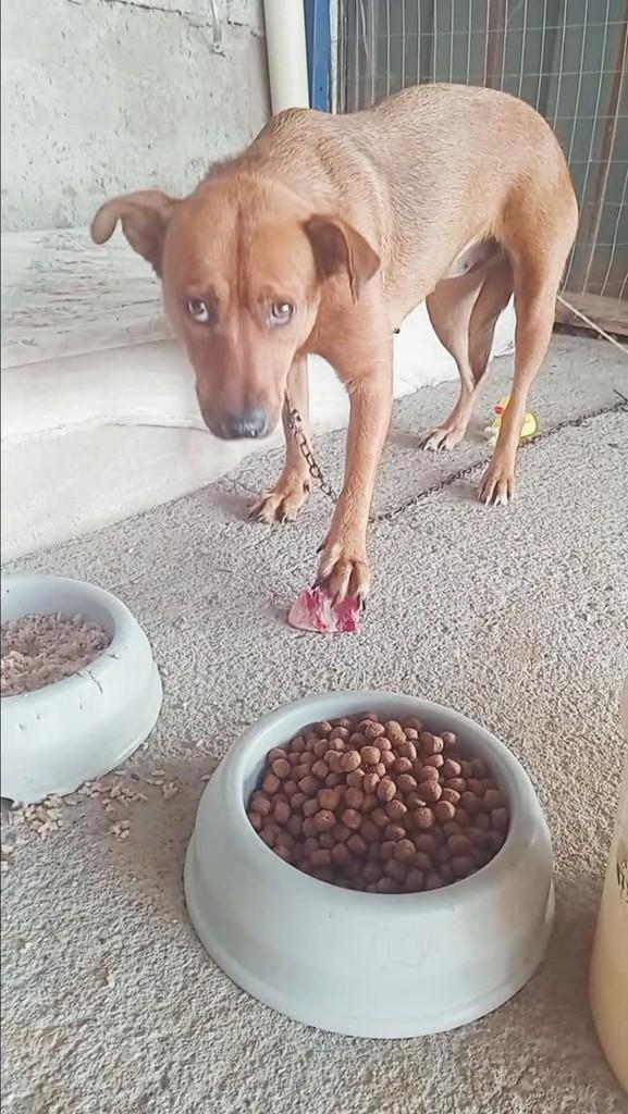 Serena, cachorro de porte médio para adoção em Pinhal - RS