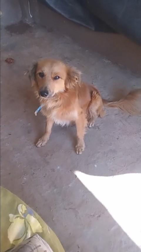 Amendoim, cachorro de porte pequeno para adoção em Pinhal - RS