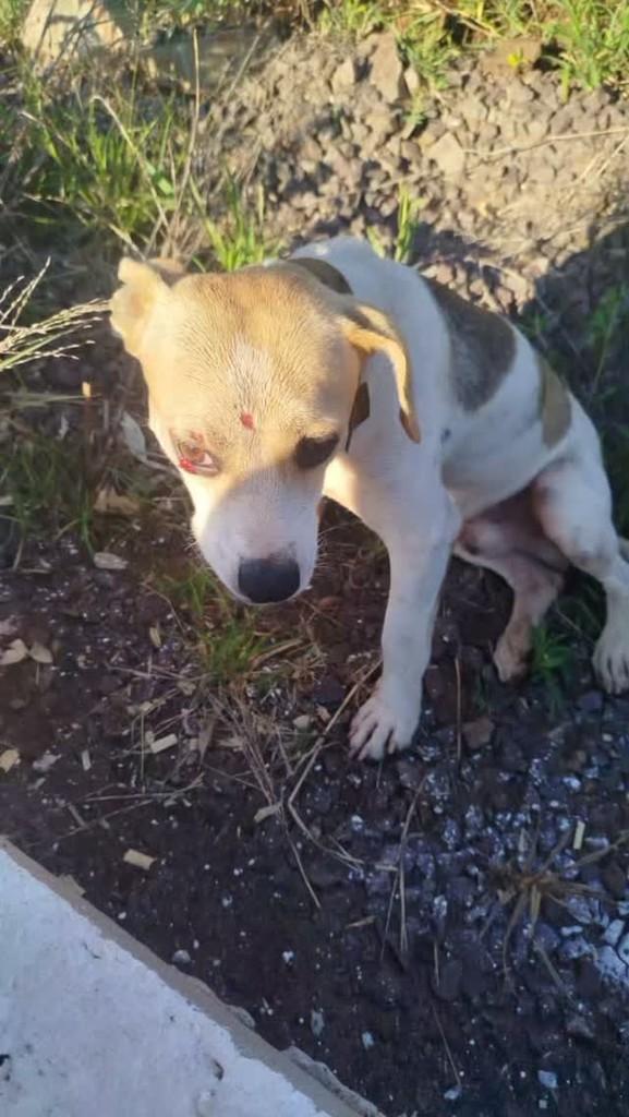 Perneta, cachorro de porte pequeno para adoção em Pinhal - RS