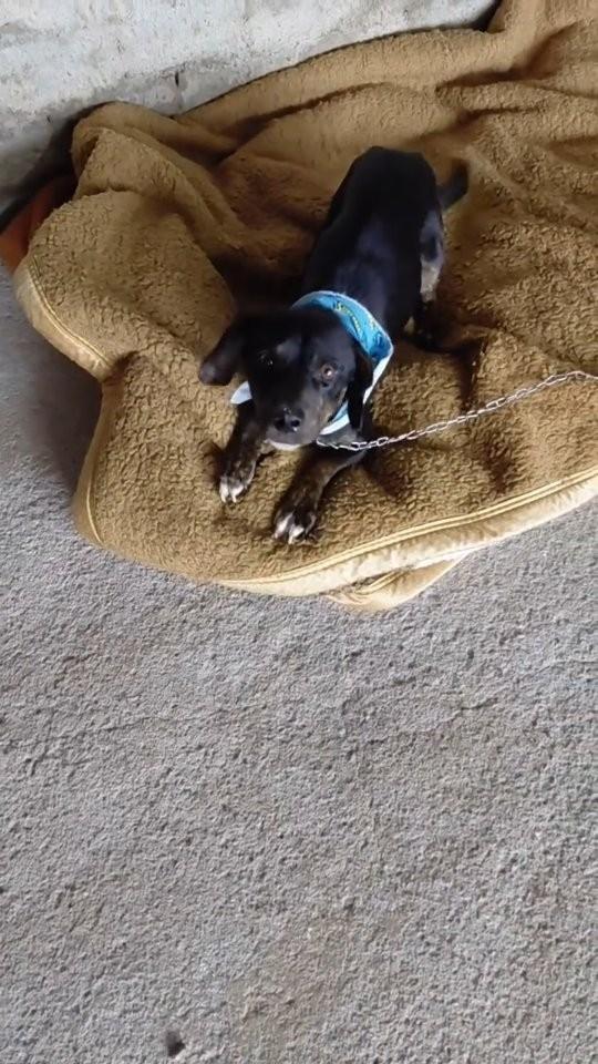 Zézinho, cachorro de porte pequeno para adoção em Pinhal - RS