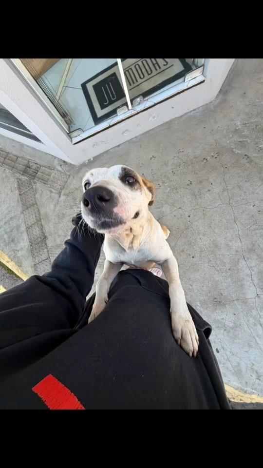 Kiara, cadela de porte médio para adoção em Pinhal - RS