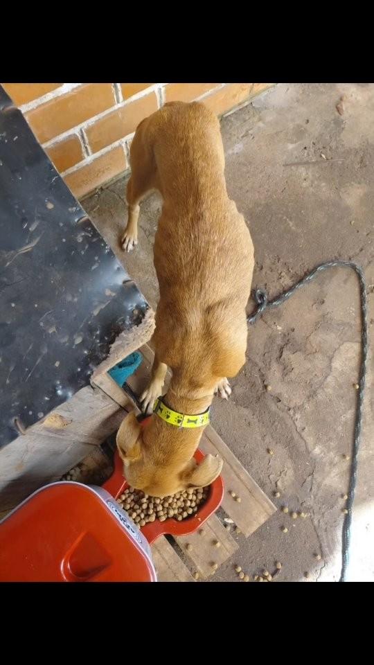 Caramela, cachorro de porte pequeno para adoção em Pinhal - RS