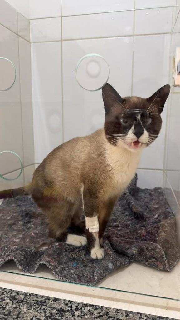 Lupi, gato de porte pequeno para adoção em Morrinhos - GO