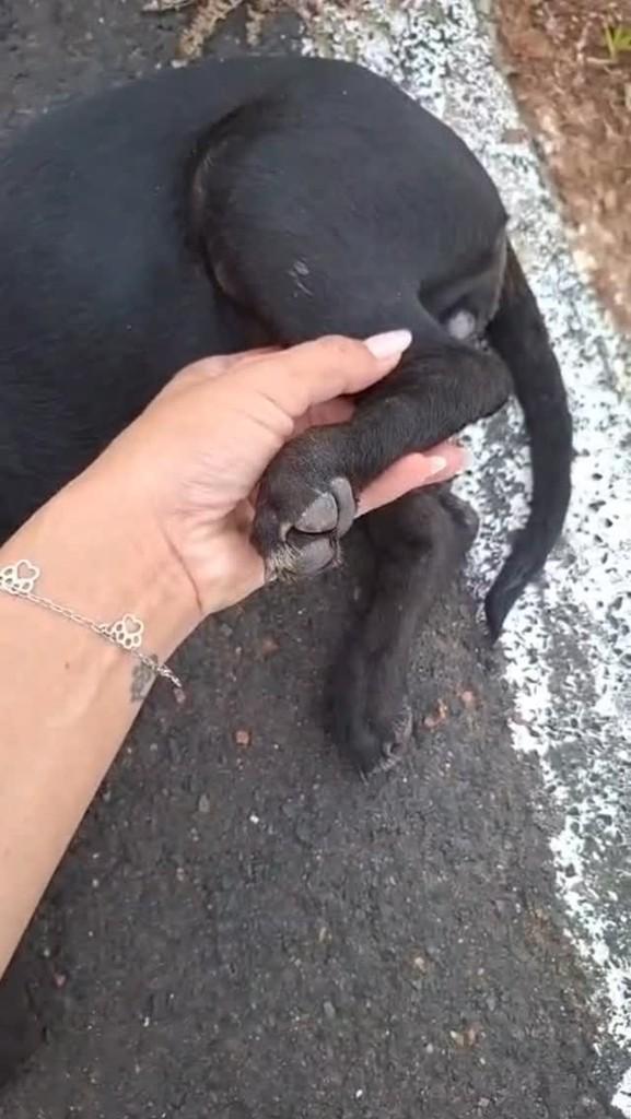 Linda, cachorro de porte pequeno para adoção em Morrinhos - GO