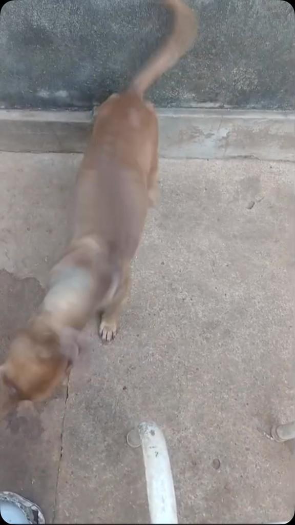 Horácio, cachorro de porte médio para adoção em Morrinhos - GO