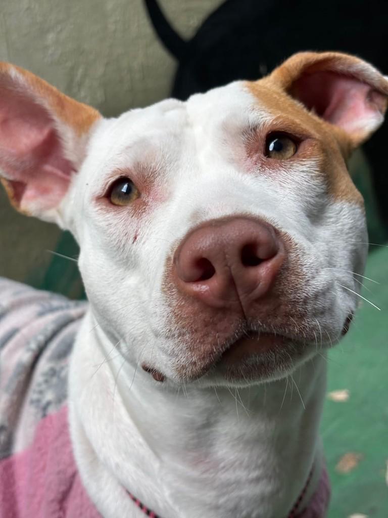 Branca, cadela de porte médio para adoção em São Paulo - SP