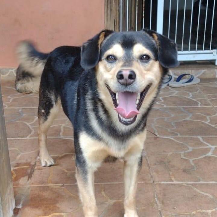 Lobinho, cachorro de porte médio para adoção em Cotia - SP