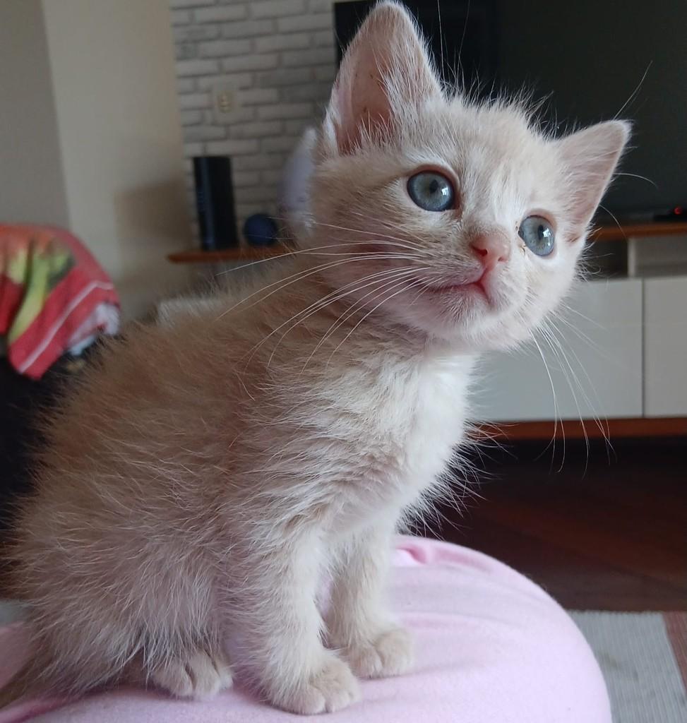Milk, gato de porte pequeno para adoção em São Paulo - SP