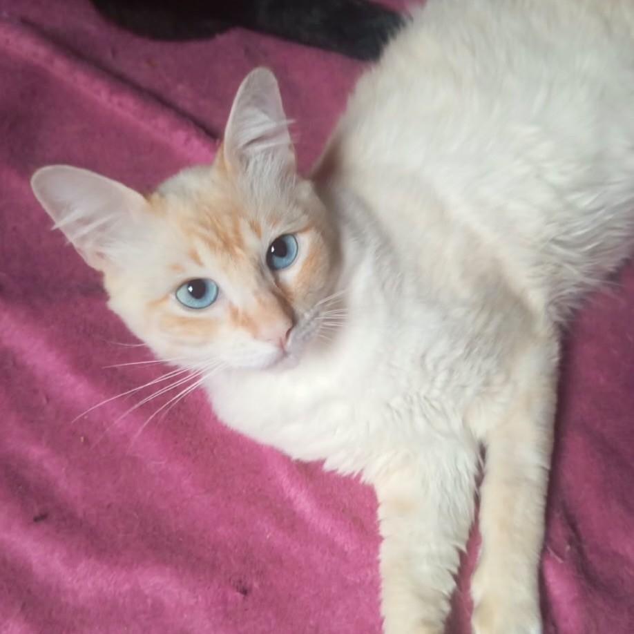 Apollo, gato de porte pequeno para adoção em São Paulo - SP