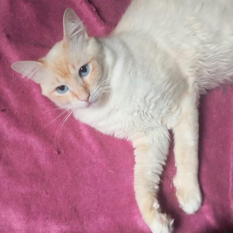 Apollo, gato de porte pequeno para adoção em São Paulo - SP — foto 2 de 2