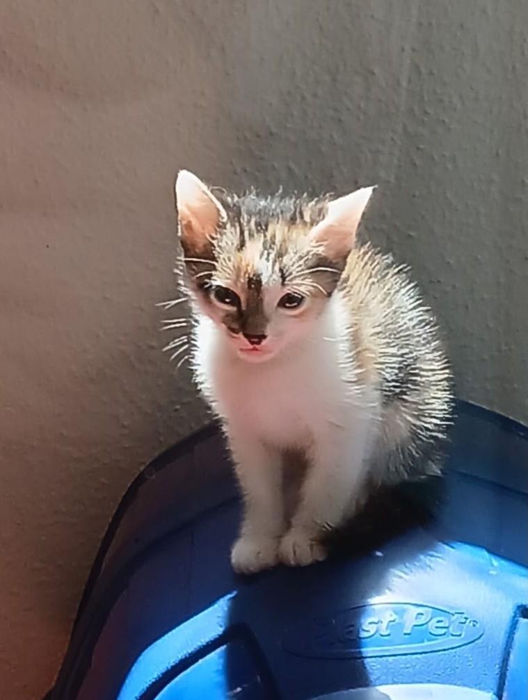 Caty, gata de porte pequeno para adoção em São Paulo - SP