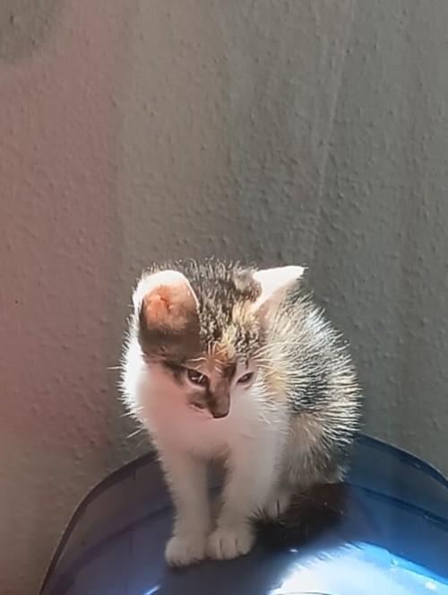 Caty, gata de porte pequeno para adoção em São Paulo - SP — foto 2 de 3