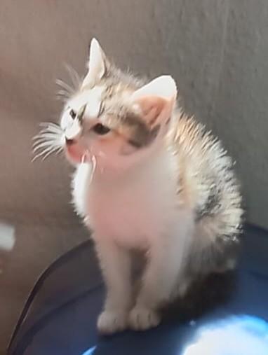 Caty, gata de porte pequeno para adoção em São Paulo - SP — foto 3 de 3